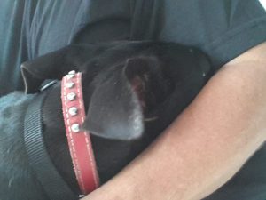 13618051_10208499653863749_409623592_n