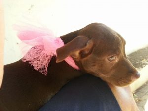 13624524_10208499648943626_1421735180_n