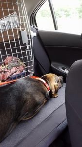 13624963_1066674603387573_2117363013_n