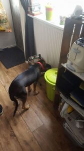 13624984_10208504844393509_399147682_n