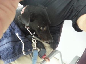 13625102_10208499653743746_470469575_n