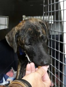 13643764_519578274899947_1333585280_n