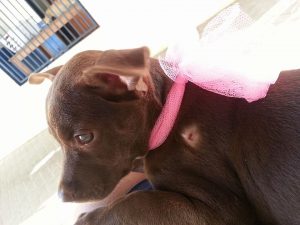 13643819_10208499649303635_2120782949_n