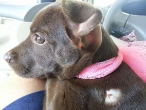 13643889_10208499648783622_2015730868_n