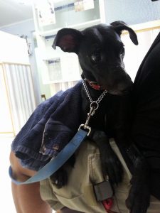 13643894_10208499653623743_318756379_n