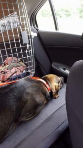 13644032_10208504844433510_77556476_n