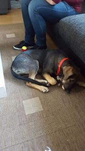 13649455_10208504839633390_352802296_n