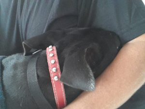 13650451_10208499653943751_1101115872_n