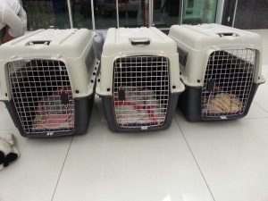 13650469_10208499652423713_1919206923_n