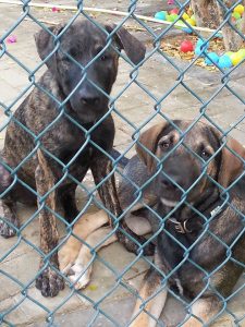 13652360_10208499652343711_198012926_n