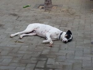 13652605_10208499653143731_878890320_n