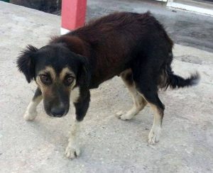 12821997_10207491419218513_676116253_n