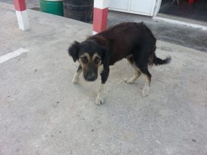 12833210_10207491242614098_1468241793_n