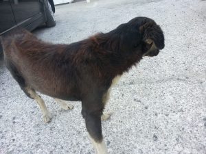 12834458_10207491242854104_1676317936_n