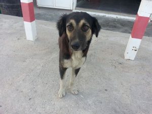 12834571_10207491242454094_1565445343_n