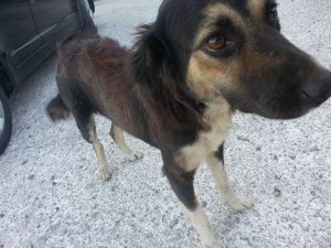 12834983_10207491242894105_2123145259_n