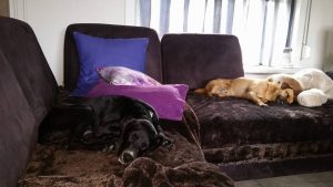 13529247_1068512736576743_5354921581139130763_n