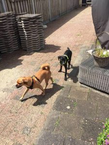 13567525_1068015766626440_8866692831075131635_n