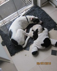 13575985_1130880906934569_8603286534442465097_o