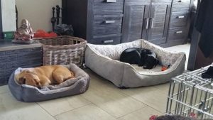 13592760_1068072699954080_2966240029817113786_n