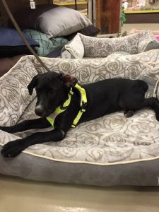 13600139_1068015706626446_410908594093861967_n