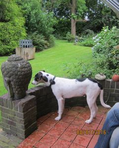 13603350_1130880633601263_2301823059311801785_o