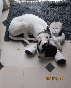 13653126_1130880970267896_1586542324810667918_o