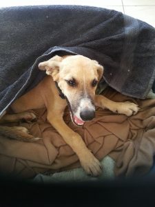 13664357_10208638828223021_1426204838_n