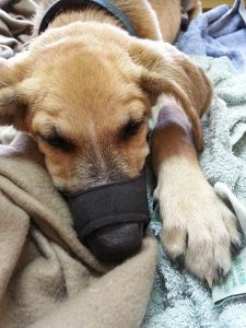 13664757_10208638828143019_1328781693_n