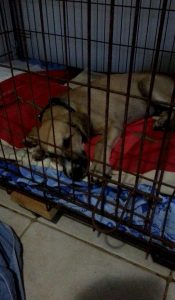 13672178_10208639398517278_481389710_n