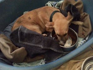 13672483_10208638828663032_1942334204_n