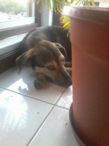 13689552_1119428521413384_624998623_n