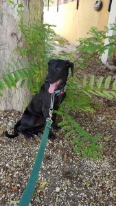 13689640_10208568898474821_1432399872_n