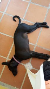 13695844_10208568898754828_619285942_n