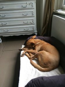 13695873_10157080170435507_967192244_n