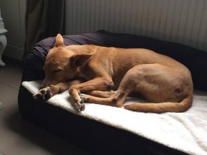 13706083_10157080185290507_1866792964_n