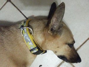 13814528_10208620532205632_1523973122_n