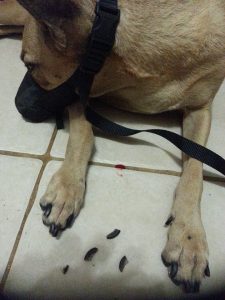 13814605_10208620531965626_2004694711_n