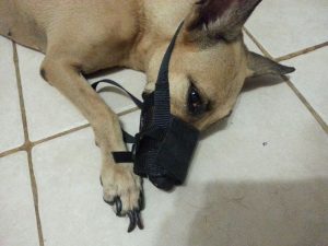 13817010_10208620531645618_1769230370_n