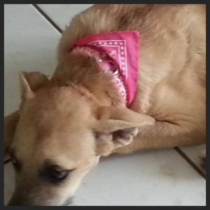 13817211_10208620201797372_2124361269_n