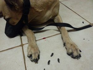 13819593_10208620531805622_518650447_n