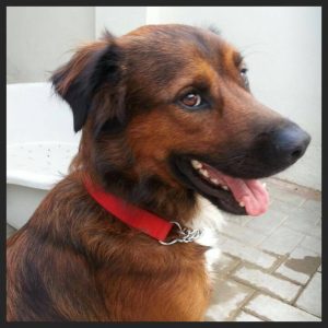 13819639_10208620071274109_1075074759_n