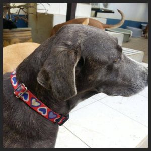 13823254_10208620071194107_1446621305_n