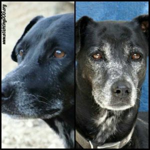 13823303_10208616279979329_139423808_n