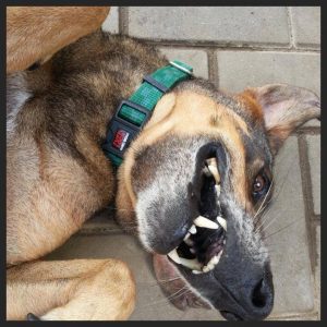 13823320_10208620071154106_369477643_n