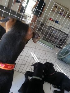 13823558_10208620068794047_1567681479_n