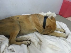 13866519_10208638829303048_597720056_n