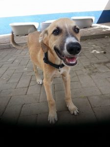 13866784_10208644540285819_802119948_n - Copy