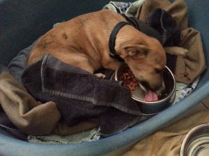 13866885_10208638828623031_1292511422_n