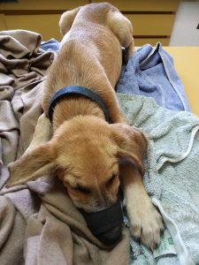 13866886_10208638828183020_725180369_n